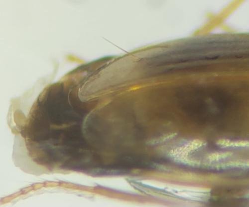 Tachys sp.